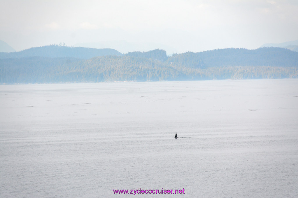 041: Carnival Miracle Alaska Cruise, Sea Day 2, Orcas in the distance, 
