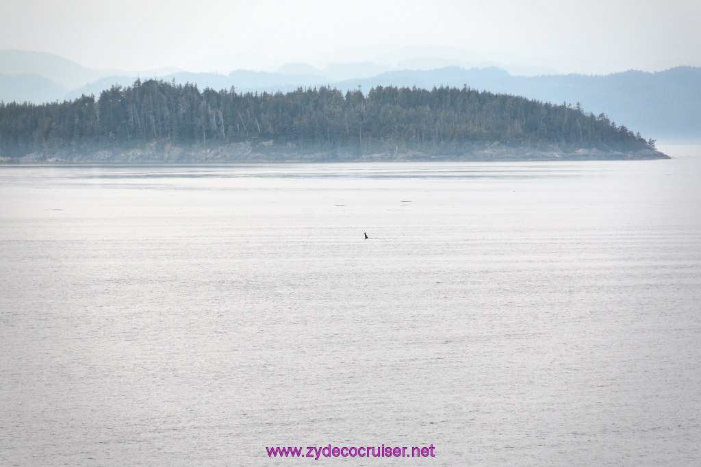 042: Carnival Miracle Alaska Cruise, Sea Day 2, Orcas in the distance, 