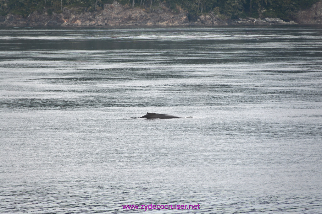 045: Carnival Miracle Alaska Cruise, Sea Day 2, Humpback Whale, 