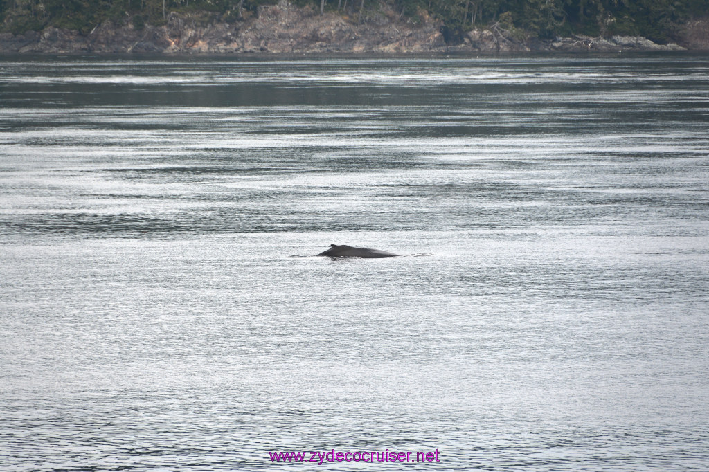 046: Carnival Miracle Alaska Cruise, Sea Day 2, Humpback Whale, 