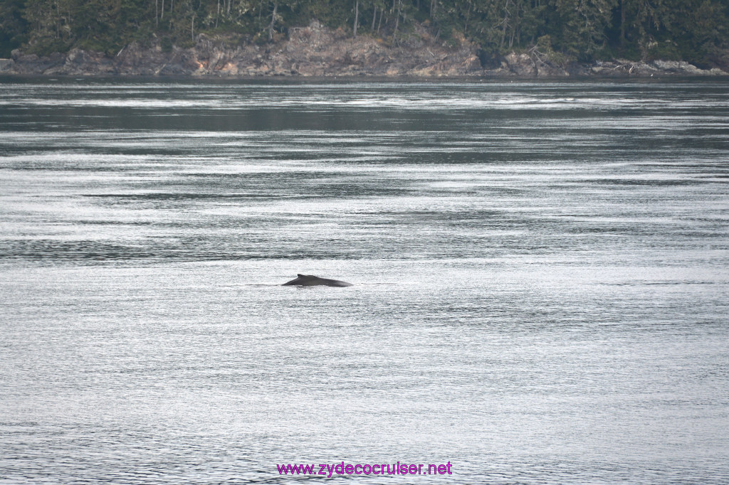 049: Carnival Miracle Alaska Cruise, Sea Day 2, Humpback Whale, 