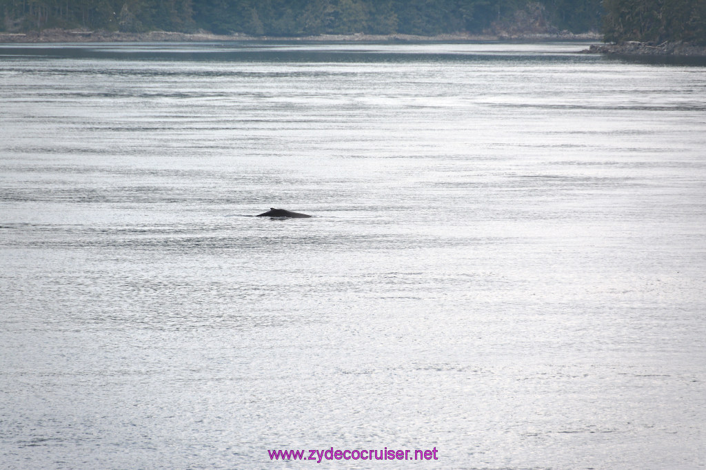 051: Carnival Miracle Alaska Cruise, Sea Day 2, Humpback Whale, 