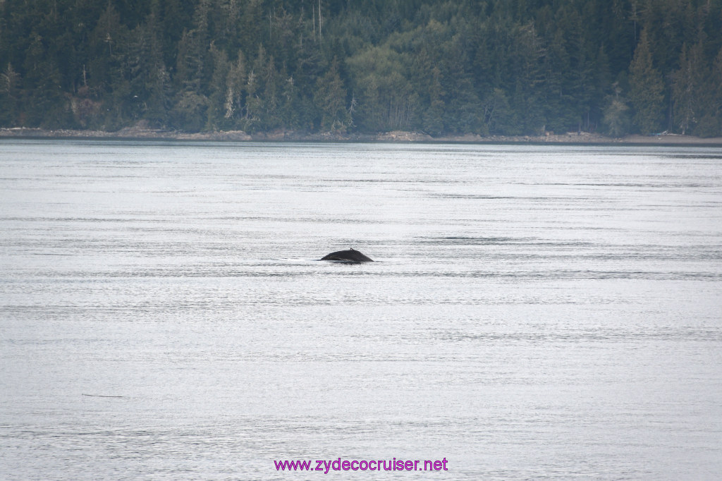052: Carnival Miracle Alaska Cruise, Sea Day 2, Humpback Whale, 