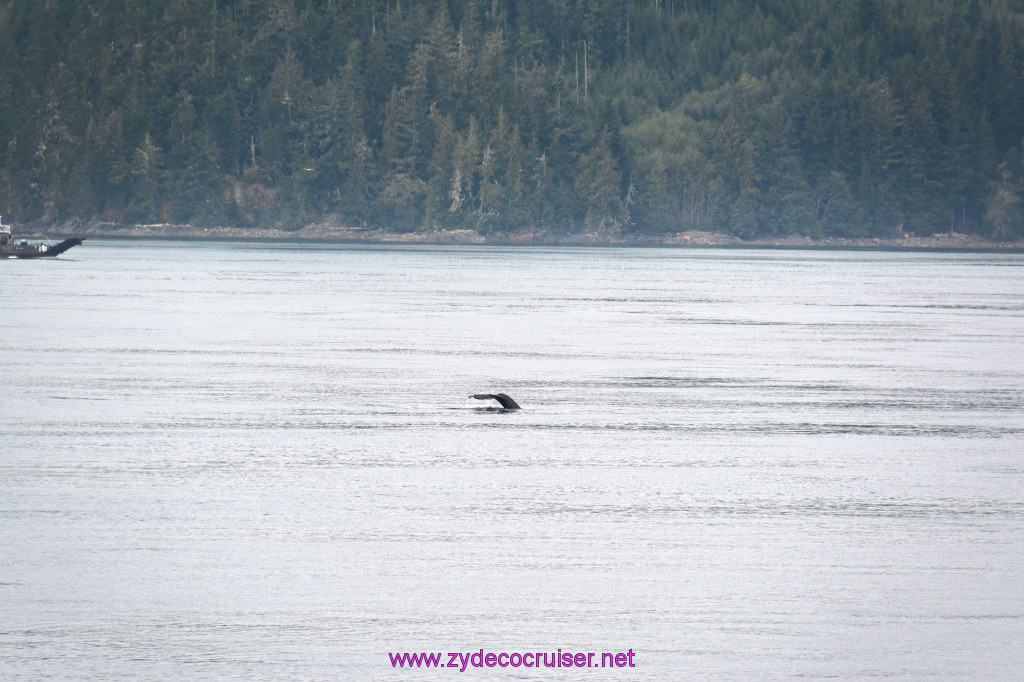 053: Carnival Miracle Alaska Cruise, Sea Day 2, Humpback Whale, 