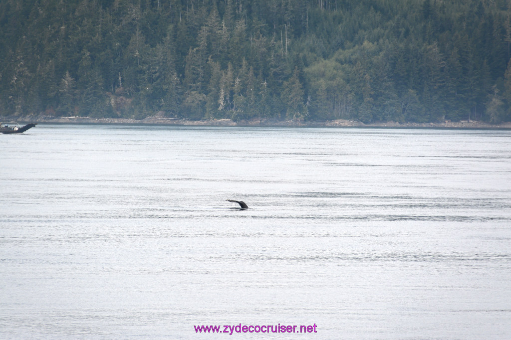 054: Carnival Miracle Alaska Cruise, Sea Day 2, Humpback Whale, 