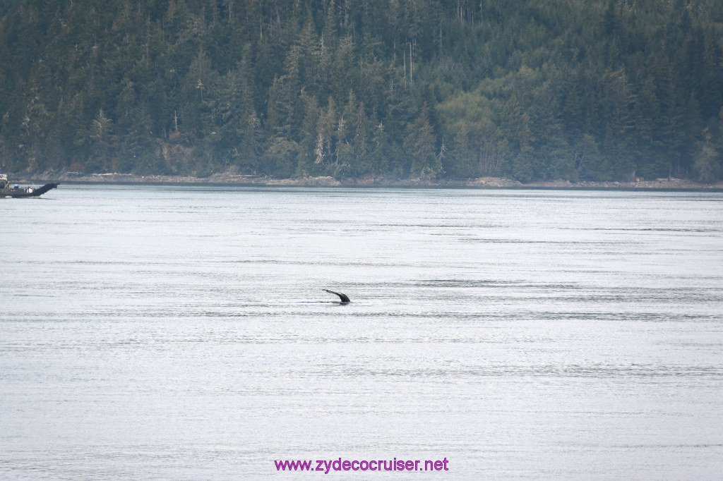 055: Carnival Miracle Alaska Cruise, Sea Day 2, Humpback Whale, 