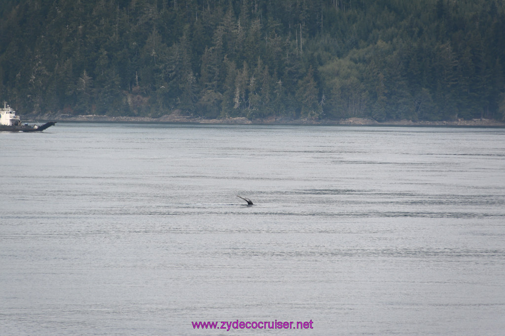 056: Carnival Miracle Alaska Cruise, Sea Day 2, Humpback Whale, 