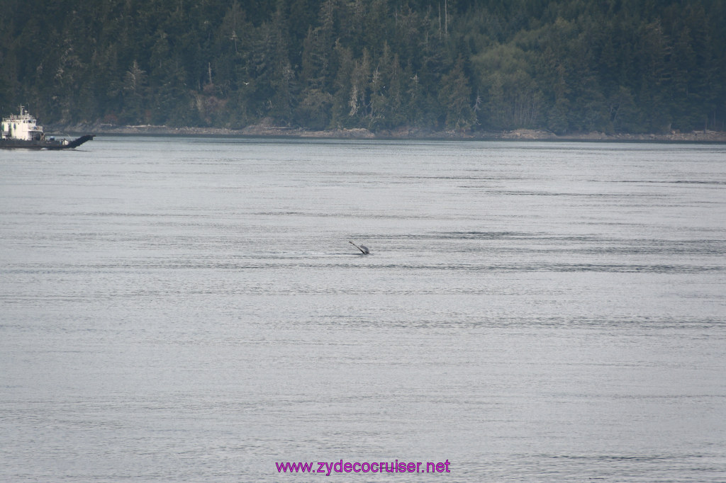 057: Carnival Miracle Alaska Cruise, Sea Day 2, Humpback Whale, 