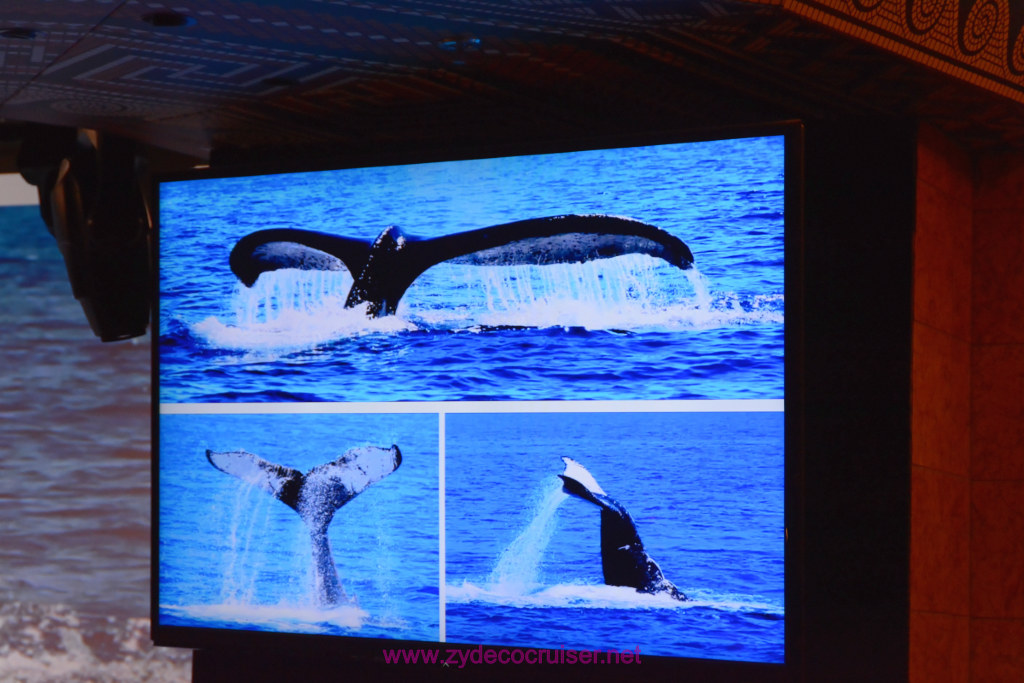 010: Carnival Miracle Alaska Journey Cruise, Sea Day 3, Naturalist Dirk Younkerman Lecture, Whales Alive