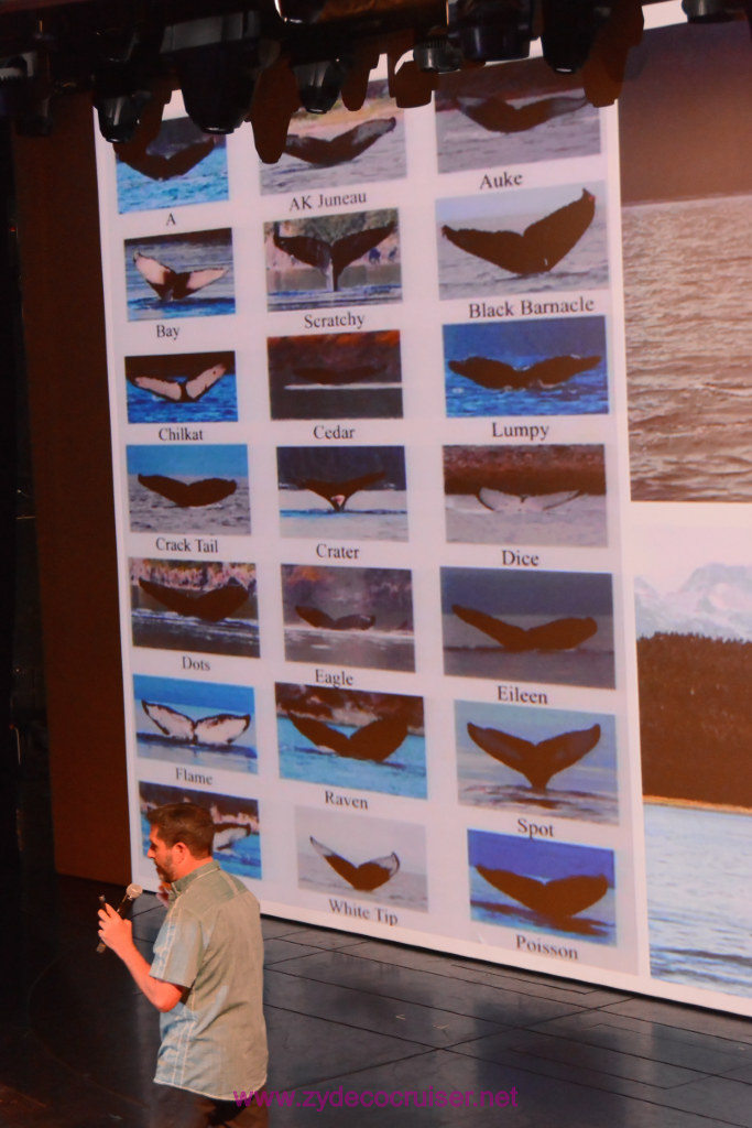 013: Carnival Miracle Alaska Journey Cruise, Sea Day 3, Naturalist Dirk Younkerman Lecture, Whales Alive
