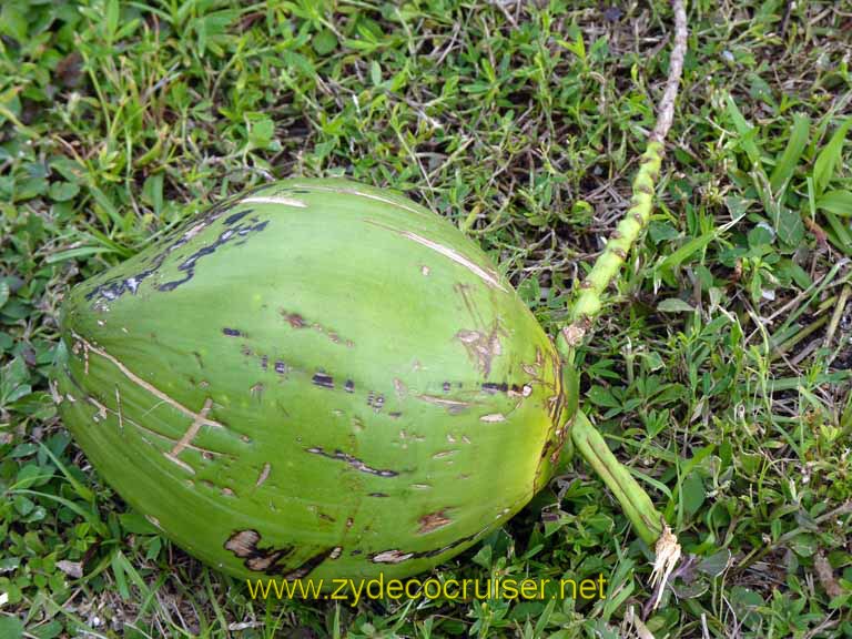 257: Carnival Sensation, Freeport, Bahamas, coconut