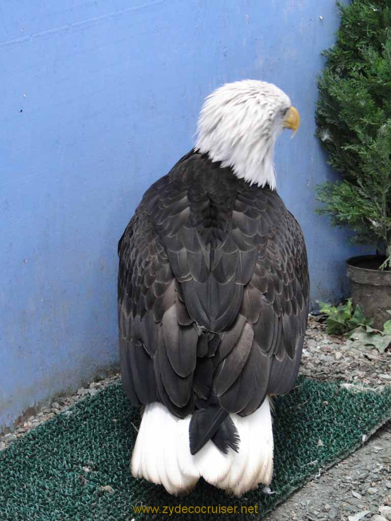 055: Carnival Spirit, Juneau - Captive Bald Eagle - was shot by some jerk
