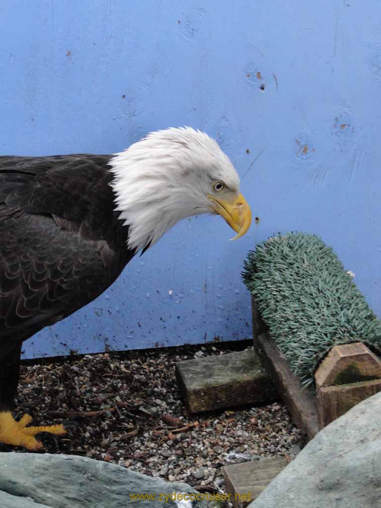 056: Carnival Spirit, Juneau - Captive Bald Eagle