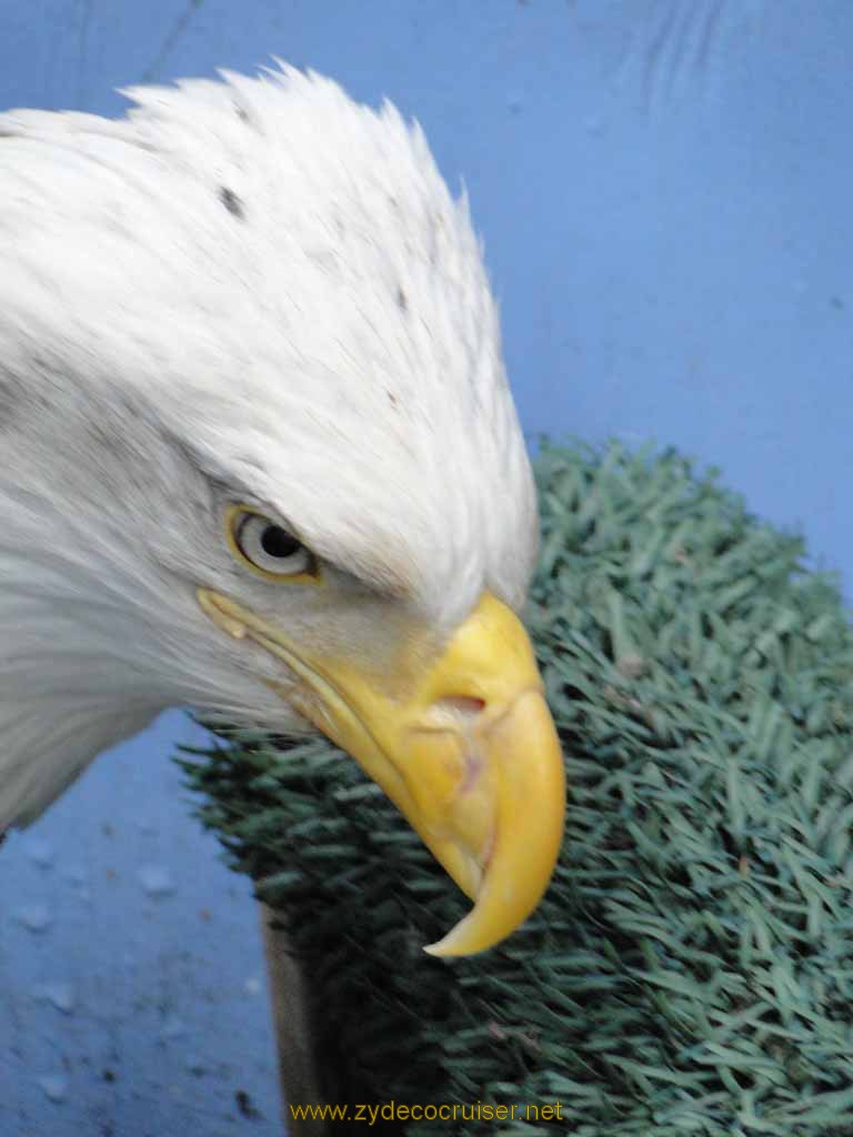 057: Carnival Spirit, Juneau - Captive Bald Eagle