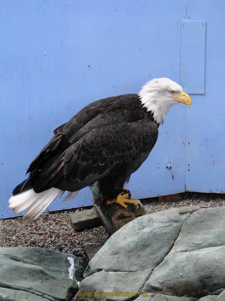 058: Carnival Spirit, Juneau - Captive Bald Eagle
