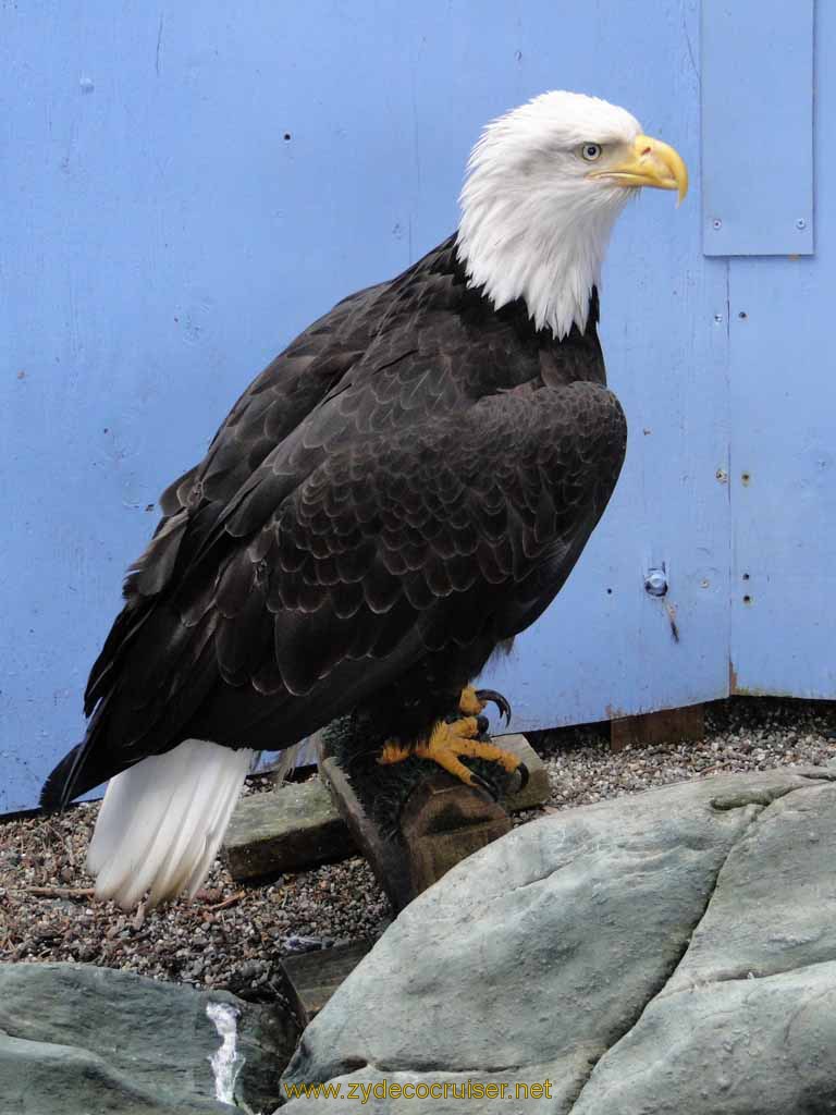 061: Carnival Spirit, Juneau - Captive Bald Eagle - Mount Roberts