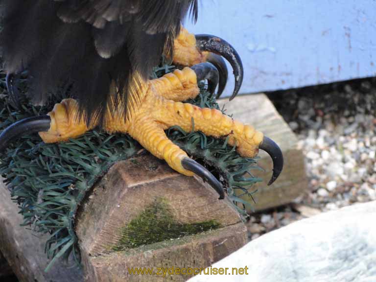 062: Carnival Spirit, Juneau - Captive Bald Eagle Talons - Mount Roberts
