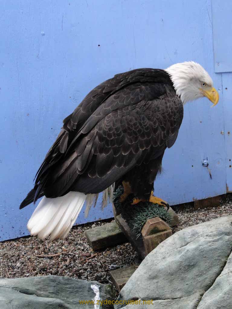 065: Carnival Spirit, Juneau - Captive Bald Eagle - Mount Roberts