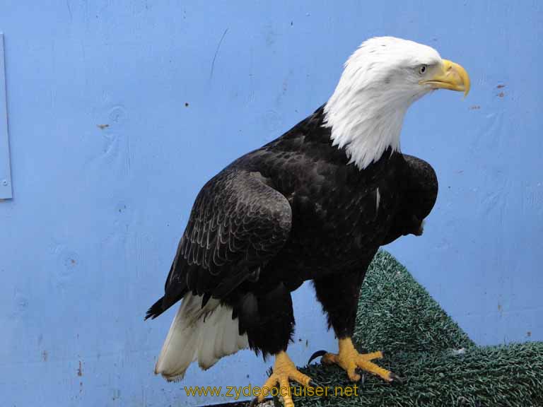 066: Carnival Spirit, Juneau - Captive Bald Eagle - Mount Roberts
