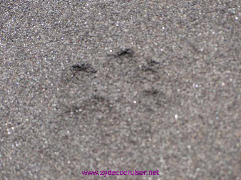 146: Sitka - Captain's Choice Wildlife Quest and Beach Exploration- not a bear track, but what?