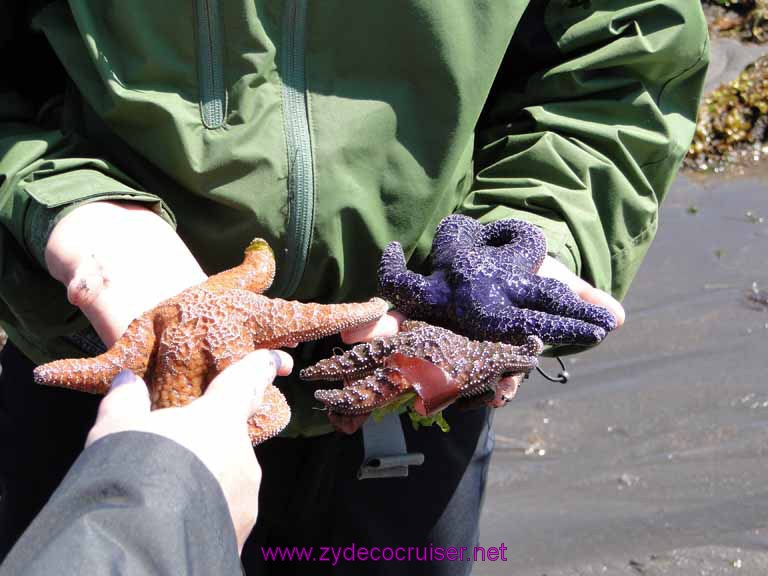 160: Sitka - Captain's Choice Wildlife Quest and Beach Exploration - starfish