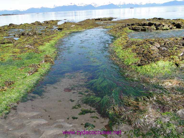 164: Sitka - Captain's Choice Wildlife Quest and Beach Exploration - exploring tide pools