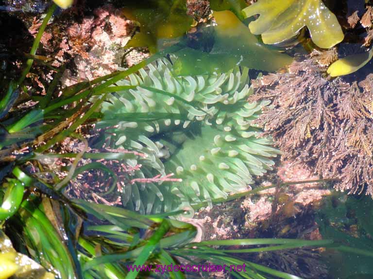 171: Sitka - Captain's Choice Wildlife Quest and Beach Exploration - anemone
