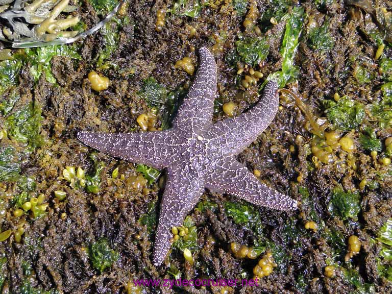 172: Sitka, AK - Captain's Choice Wildlife Quest and Beach Exploration - starfish