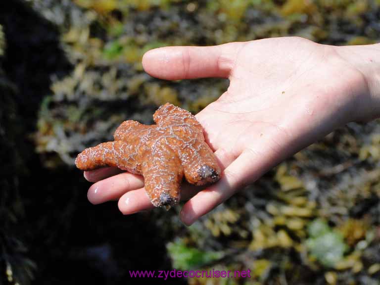 177: Sitka - Captain's Choice Wildlife Quest and Beach Exploration - most of a starfish
