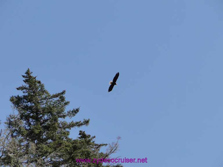 220: Sitka - Captain's Choice Wildlife Quest and Beach Exploration - Bald Eagle