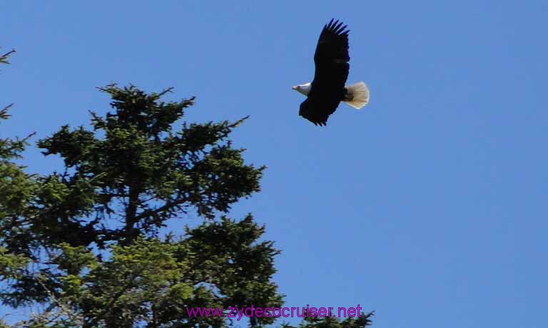 221: Sitka, Alaska - Captain's Choice Wildlife Quest and Beach Exploration - Bald Eagle