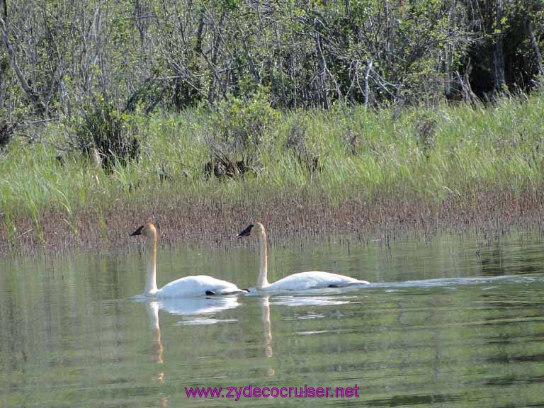 072: Carnival Spirit, Skagway, Alaska - Eagle Preserve Wildlife River Adventure - Swans