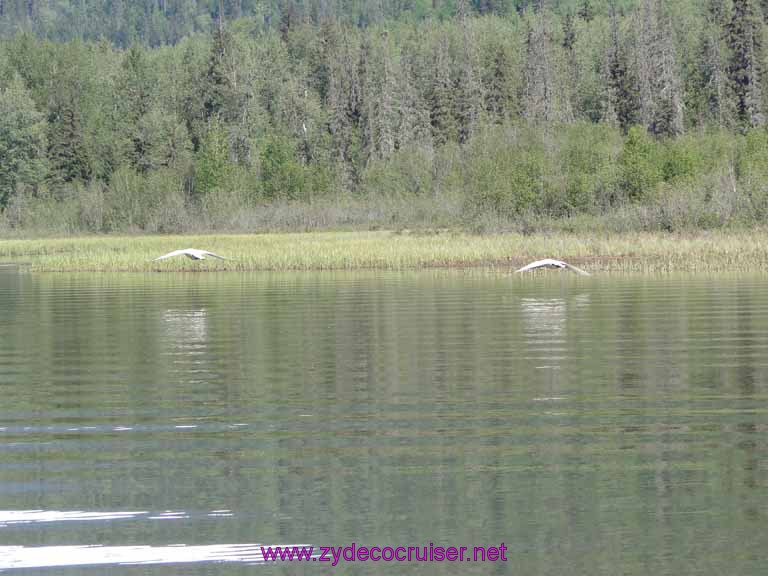 074: Carnival Spirit, Skagway, Alaska - Eagle Preserve Wildlife River Adventure - Swans