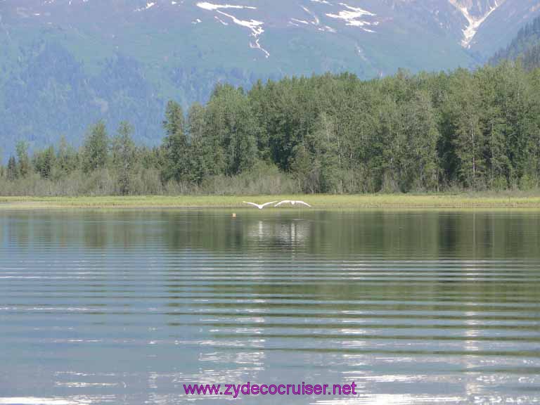 075: Carnival Spirit, Skagway, Alaska - Eagle Preserve Wildlife River Adventure 