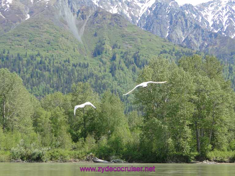 107: Carnival Spirit, Skagway, Alaska - Eagle Preserve Wildlife River Adventure 