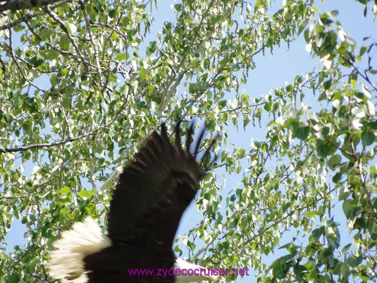 108: Carnival Spirit, Skagway, Alaska - Eagle Preserve Wildlife River Adventure - Bald Eagle