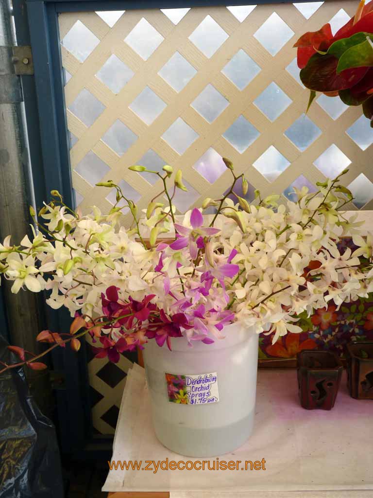 085: Carnival Spirit, Hilo, Hawaii, Hawaii, Akatsuka Orchid Gardens, Dendrobium Orchid Sprays
