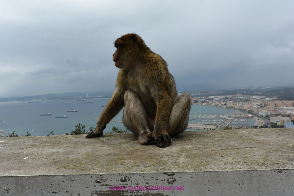 243: Carnival Vista Transatlantic Cruise, Gibraltar, Ape