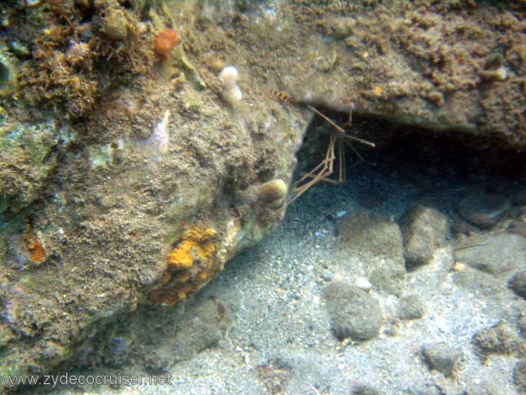 448: Sailing Yacht Arabella - British Virgin Islands - Cooper Island - Cistern Rock Snorkeling - Shrimp