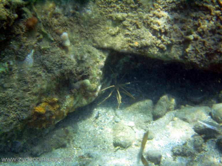 449: Sailing Yacht Arabella - British Virgin Islands - Cooper Island - Cistern Rock Snorkeling - Shrimp