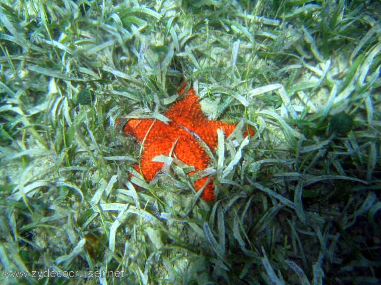459: Sailing Yacht Arabella - British Virgin Islands - Cooper Island - Cistern Rock Snorkeling - Starfish