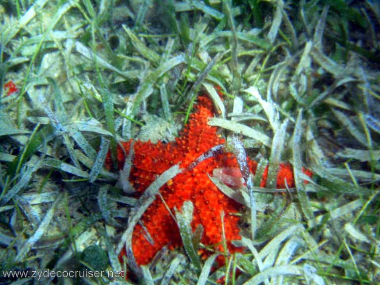 460: Sailing Yacht Arabella - British Virgin Islands - Cooper Island - Cistern Rock Snorkeling - Starfish