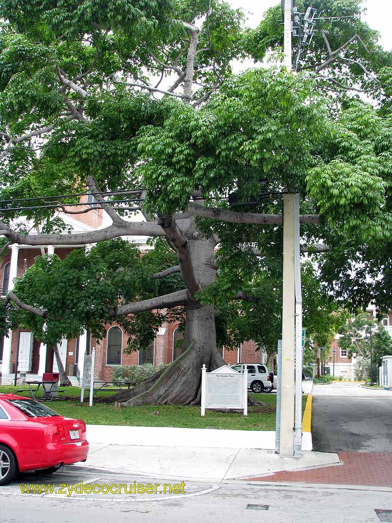 THE Kapok Tree, Key West