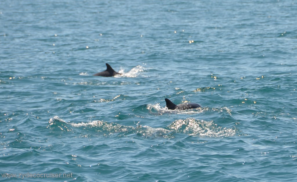 035: Island Packers, Island Wildlife Cruise, Dolphins