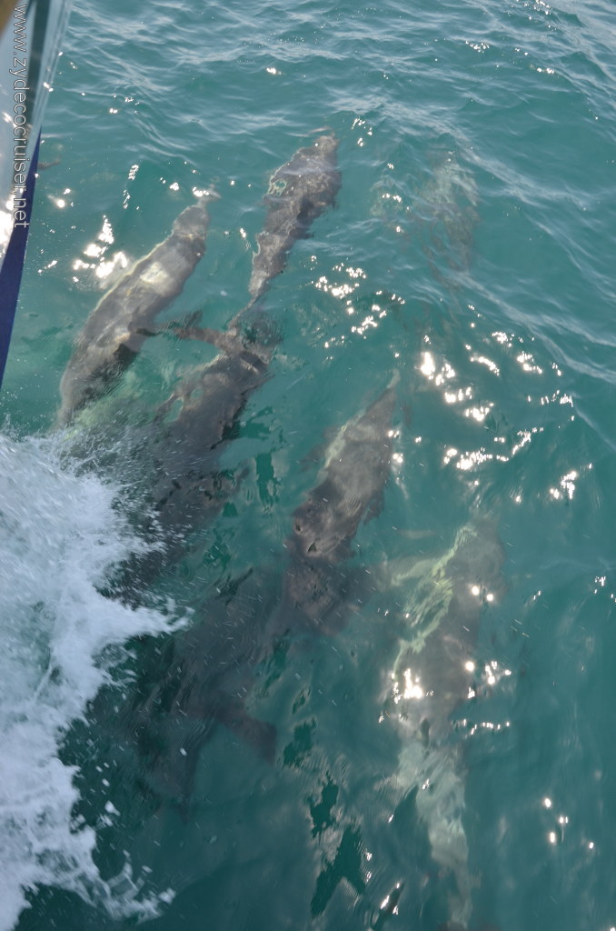 036: Island Packers, Island Wildlife Cruise, Dolphins