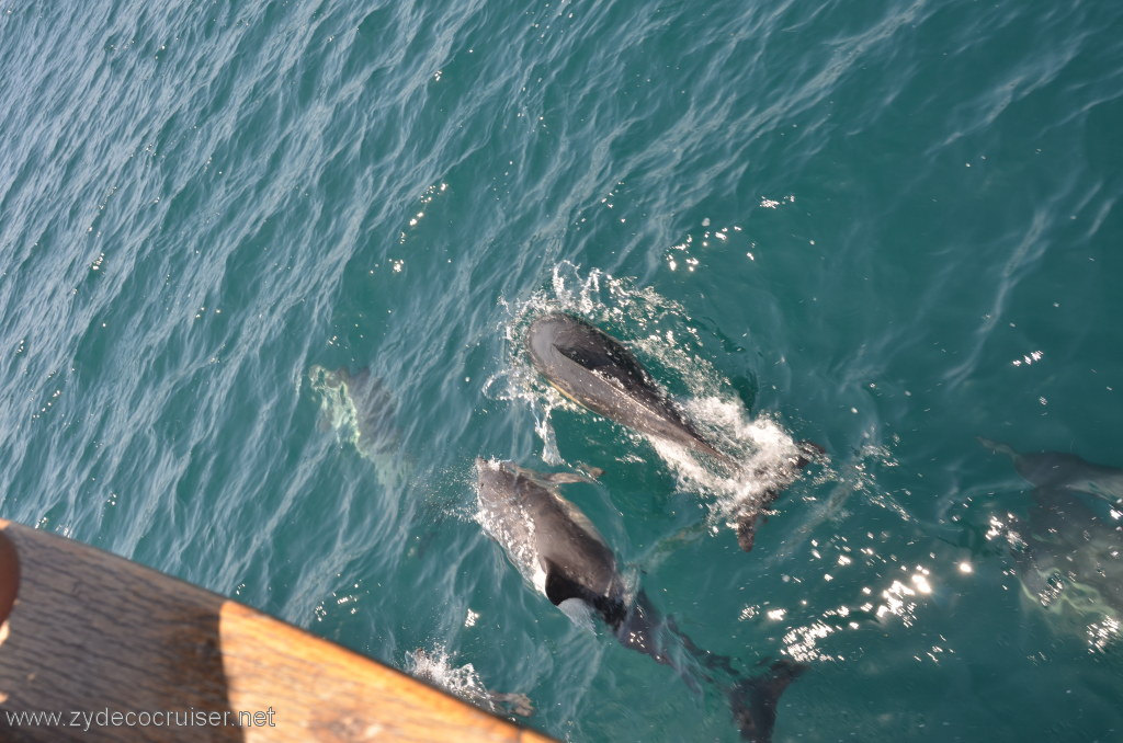 038: Island Packers, Island Wildlife Cruise, Dolphins