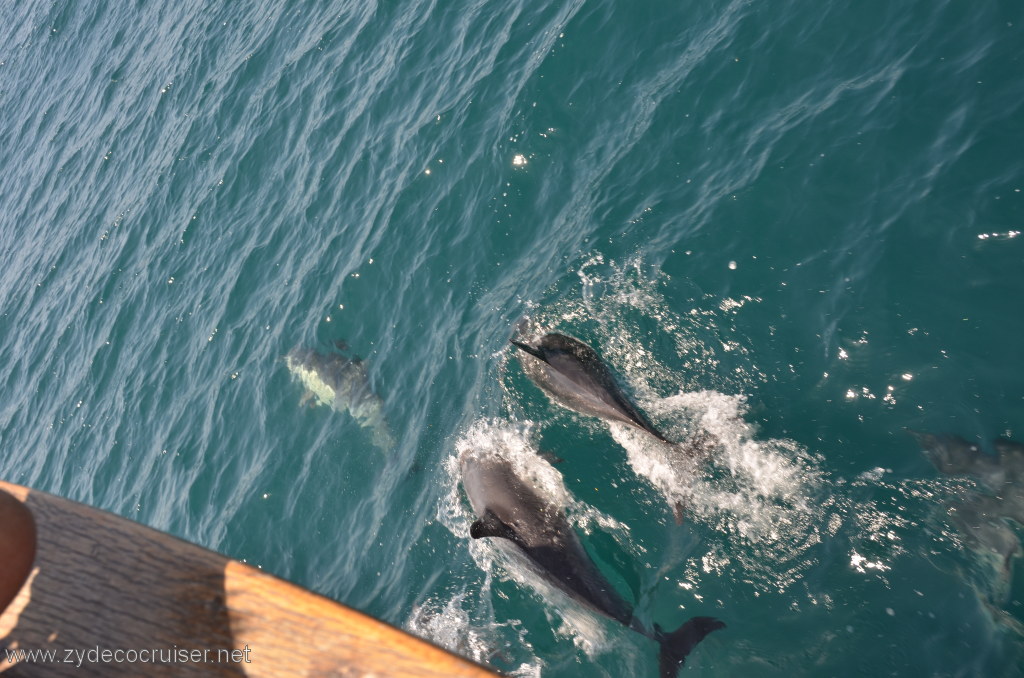039: Island Packers, Island Wildlife Cruise, Dolphins