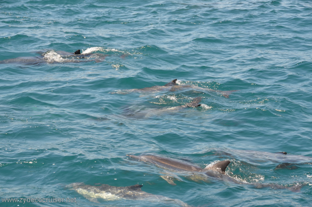 041: Island Packers, Island Wildlife Cruise, Dolphins