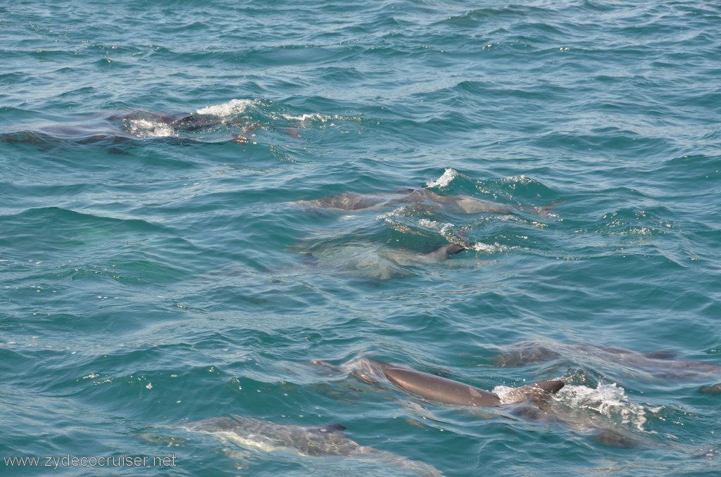 042: Island Packers, Island Wildlife Cruise, Dolphins