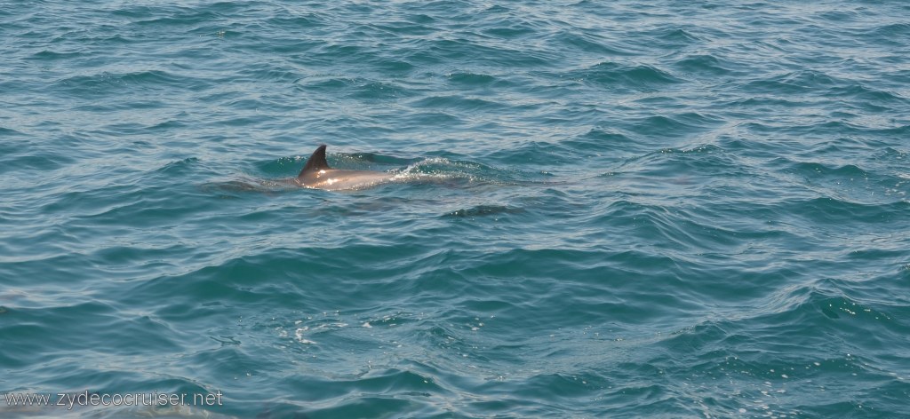 043: Island Packers, Island Wildlife Cruise, Dolphins